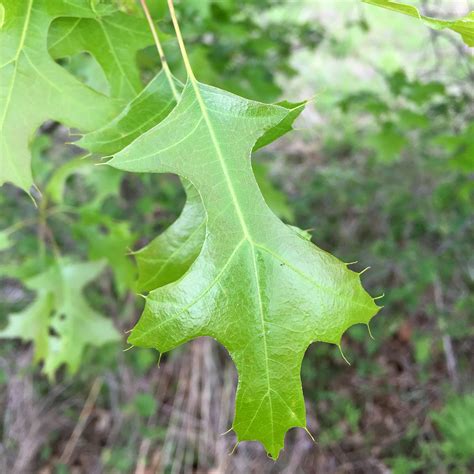 Pin oak | ontario.ca