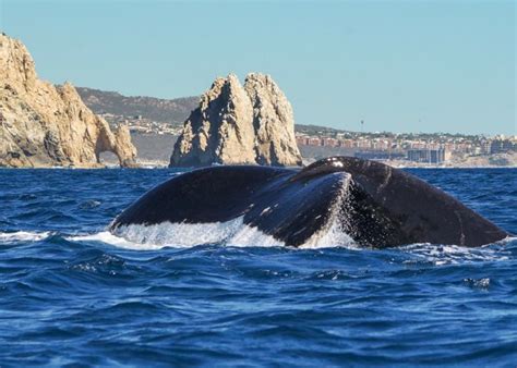 Whale Watching in Cabo San Lucas - Cabo Trek