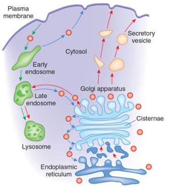 April 2012 ~ Biology Exams 4 U