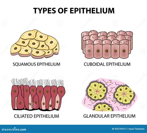 Types of Epithelium. Squamous, Cubic, Ciliated, Glandular. Set ...