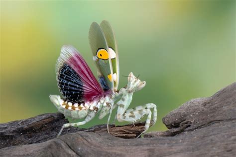 Jeweled Flower Mantis - CRITTERFACTS