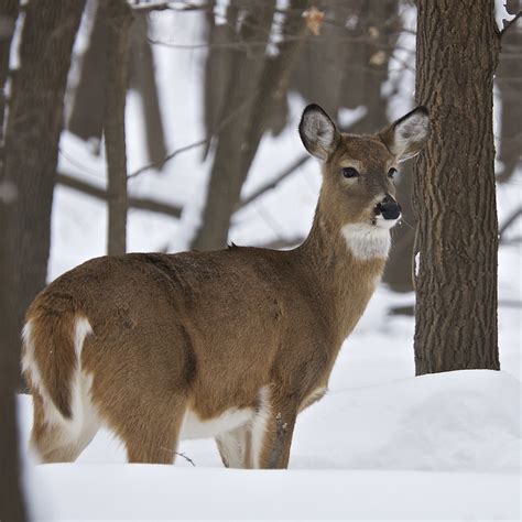 Female white-tailed deer in winter | A white-tailed doe (Odo… | Flickr