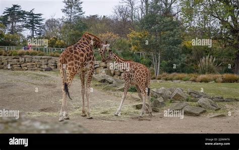 Dublin / Ireland: Dublin Zoo animals in captivity Stock Photo - Alamy