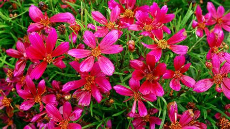 You'll Fall in Love With These Gorgeous Coreopsis Varieties - Sunset