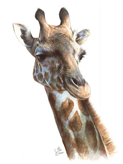 'TWIGA' OPEN EDITION GIRAFFE PRINT | vic-website-2017