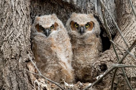 Two great horned owl chicks | Smithsonian Photo Contest | Smithsonian Magazine