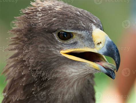 Golden eagle close up 23341371 Stock Photo at Vecteezy