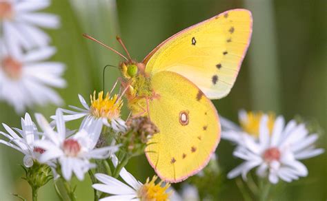 Clouded Sulphur Butterfly – Prairie Garden Trust