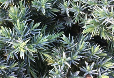 Blue Star Juniper Care and Growing Guide