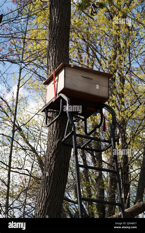 Honey bee swarm trap set up in a tree stand in the woods Stock Photo - Alamy