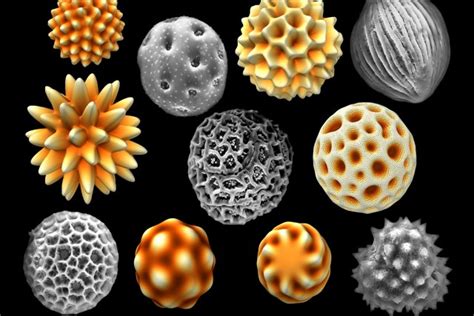 Nature Prefers Asymmetrical Pollen Grains, Study Finds - News