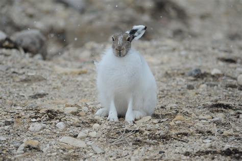 Arctic Tundra Animals And Plants