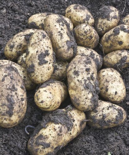 Best potato varieties: 12 top crops for your vegetable patch | Homes ...