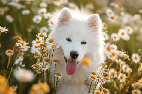 83 Best Flower Names for Dogs | Great Pet Care