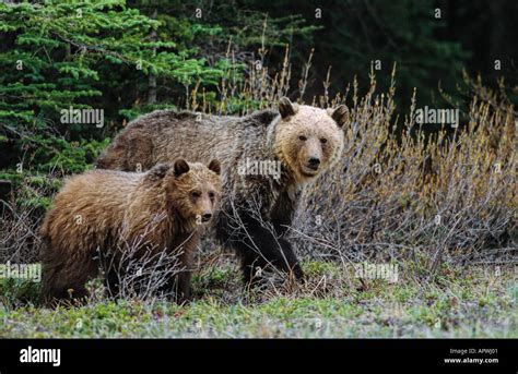 Grizzly bear mother and cub Stock Photo - Alamy