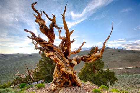 Methuselah, White Mountain, California | Methuselah Tree, Br… | Flickr