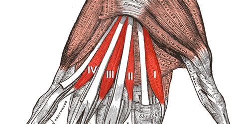 LUMBRICALS | Muscles Information