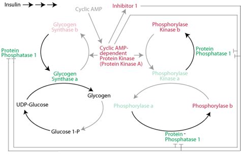 GLYCOGEN SYNTHESIS & DEGRADATION