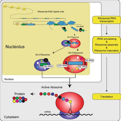 Control of Ribosomal RNA Transcription by Nutrients | IntechOpen