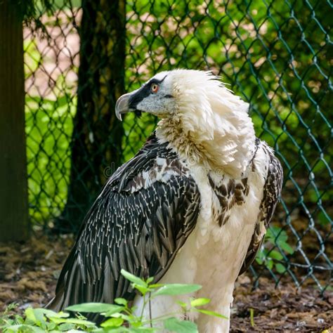 Lammergeier. Bird of Prey in Weltvogelpark Stock Photo - Image of plumage, demonstration: 91247622