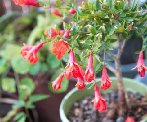 All About the Dwarf Pomegranate - Minneopa Orchards