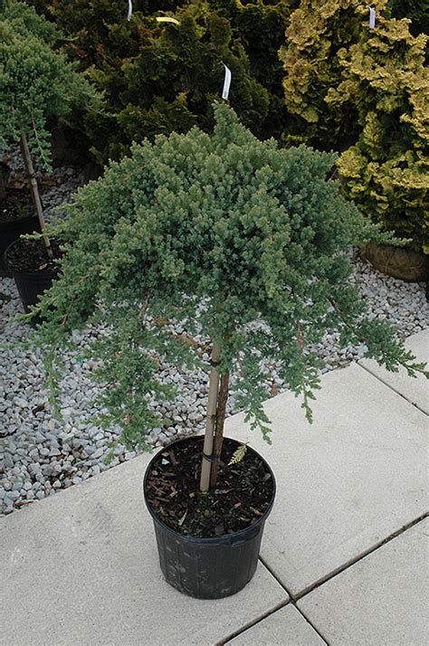 Dwarf Japanese garden Juniper (tree form) (Juniperus procumbens 'Nana ...