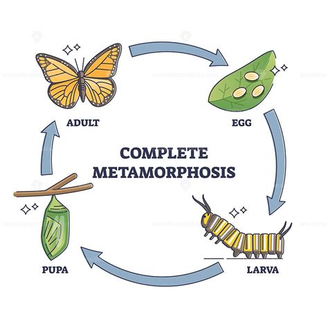 Complete metamorphosis with all life development cycle stages outline diagram | Metamorphosis ...