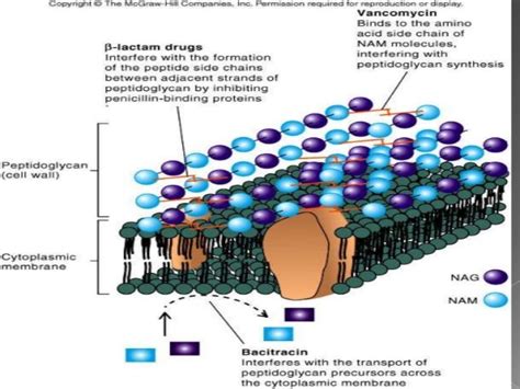 Cephalosporins