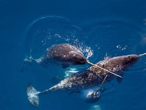 Unicorn of the Sea: Narwhal Facts | Stories | WWF