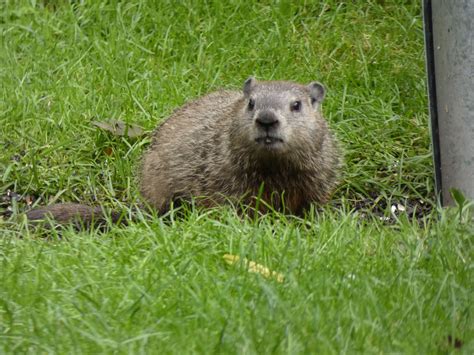 Groundhog Stew | A Beginners Guide | Stew, Groundhog, Beginners guide