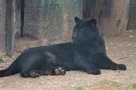 Melanistic Jaguar 1 by decolesse-stock on DeviantArt