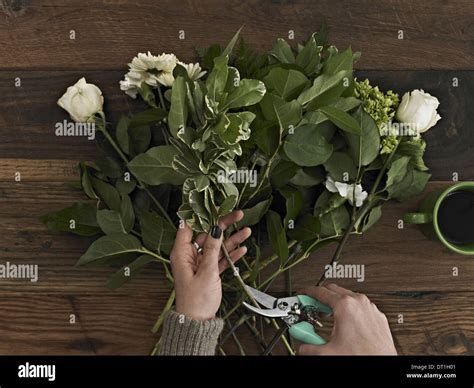 Cutting woody stem flower hi-res stock photography and images - Alamy