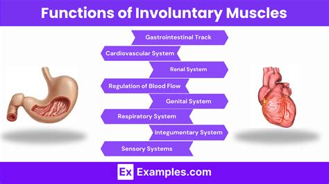 Involuntary Muscles - Definition, Structure, Functions & Examples