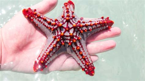 17 Strikingly Different Types of Starfish