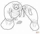 Florida Manatee coloring page  Free Printable Coloring Pages sketch template