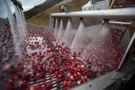 Photos: One Of The Last Cranberry Harvests At Pinnacle Bog In Plymouth ...