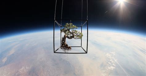 The Big Picture: Exobiotanica, a bonsai tree in space