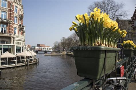 The Annual Festival of Spring Flowersflowing in the Streets of Amsterdam Editorial Photography ...