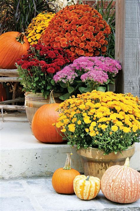 Autumn porch decorated with mums and pumpkins! | Mums in pumpkins, Fall ...