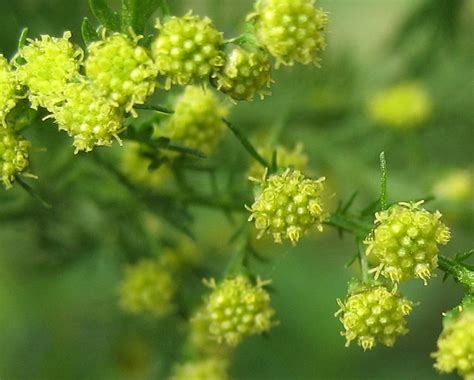 Artemisia annua (annual wormwood, sweet sagewort): Go Botany