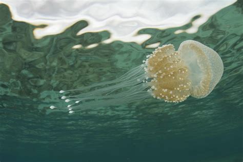 Global swarming: are jellyfish taking over our oceans? - Australian ...