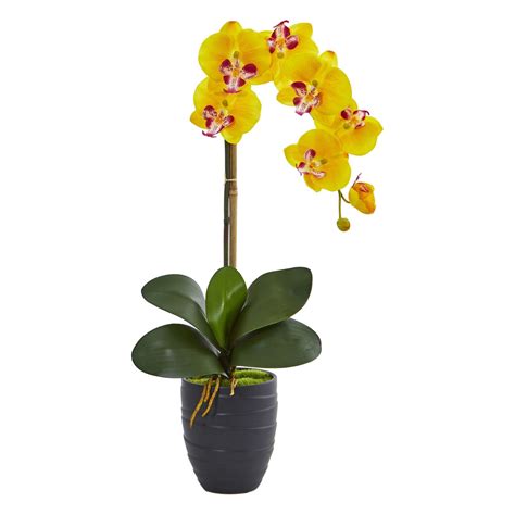 Delivery Yellow Orchids Plants To Philippines