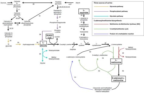 Frontiers | Xylan in the Middle: Understanding Xylan Biosynthesis and Its Metabolic Dependencies ...