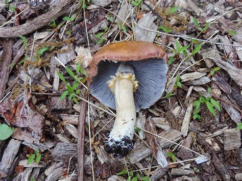 Wine Caps (Stropharia rugosoannulata), Edible And Medicinal Mushrooms | Foraging Pittsburgh