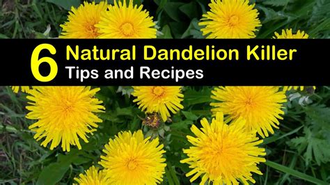 6 Simple Organic Ways to Kill Dandelions at Home