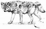 Free Wolf Coloring Pages sketch template