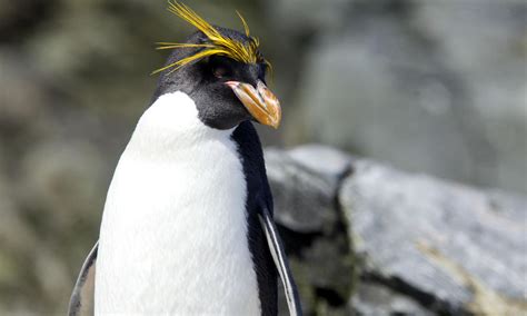 Rockhopper Penguin | Photos | WWF