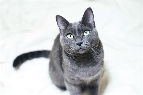 Russian Blue: Cat Breed Profile, Characteristics & Care