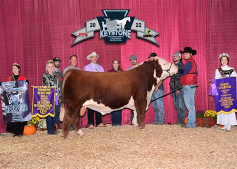 American Hereford | National Shows Archives - American Hereford Association