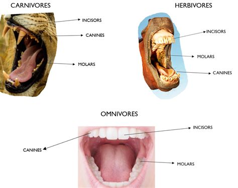 Omnivores Teeth